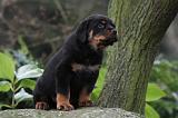 ROTTWEILER 333